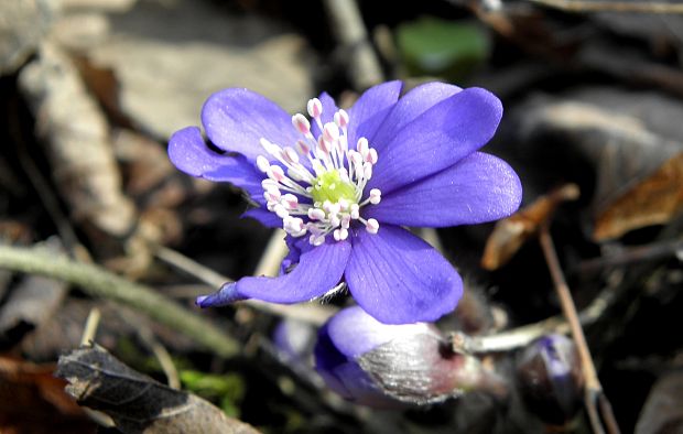 pečeňovník trojlaločný Hepatica nobilis Schreb.