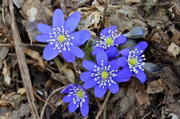 pečeňovník trojlaločný Hepatica nobilis Schreb.