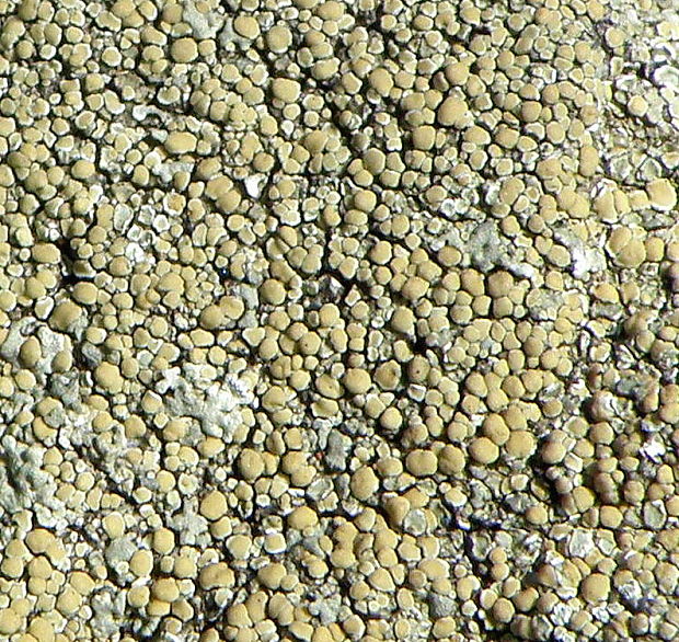 lekanora múrová Protoparmeliopsis muralis (Schreb.) M. Choisy