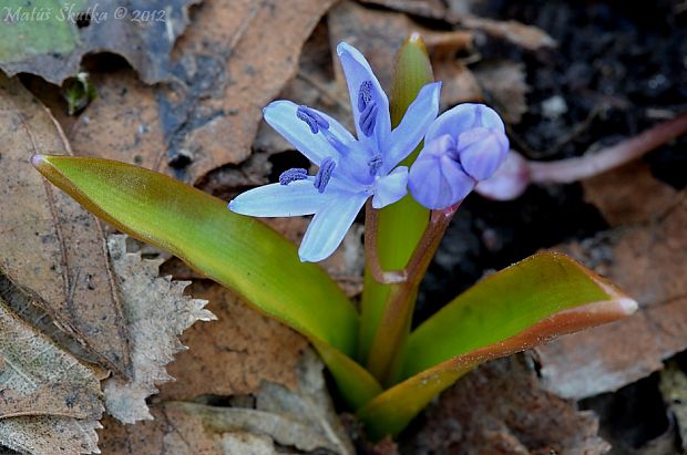 scila dvojlistá Scilla bifolia agg. L.