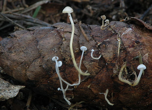 peniazočka smreková Strobilurus esculentus (Wulfen) Singer