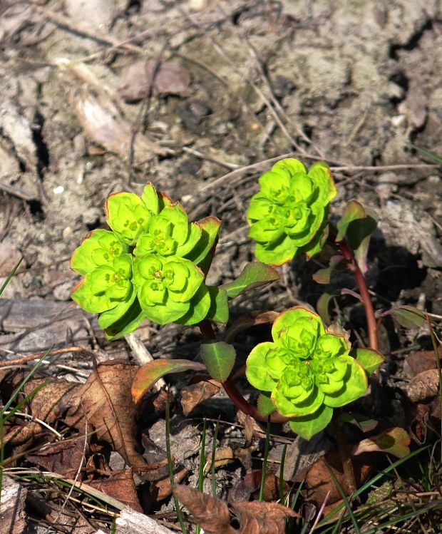 mliečnik Tithymalus sp.