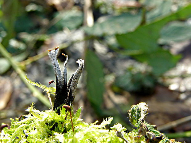 drevnatec parohatý Xylaria hypoxylon (L.) Grev.