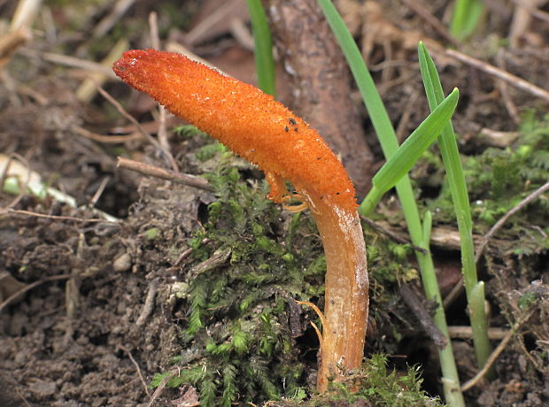 žezlovka hmyzová Cordyceps militaris (Fr.) Link