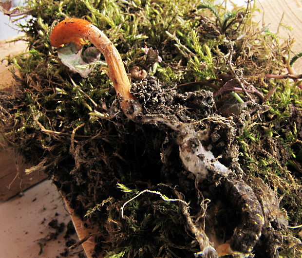 žezlovka hmyzová Cordyceps militaris (Fr.) Link