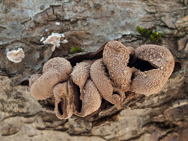 dutinovka otrubnatá Encoelia furfuracea (Roth) P. Karst.