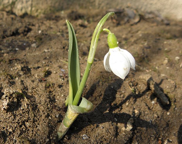 snežienka jarná Galanthus nivalis L.