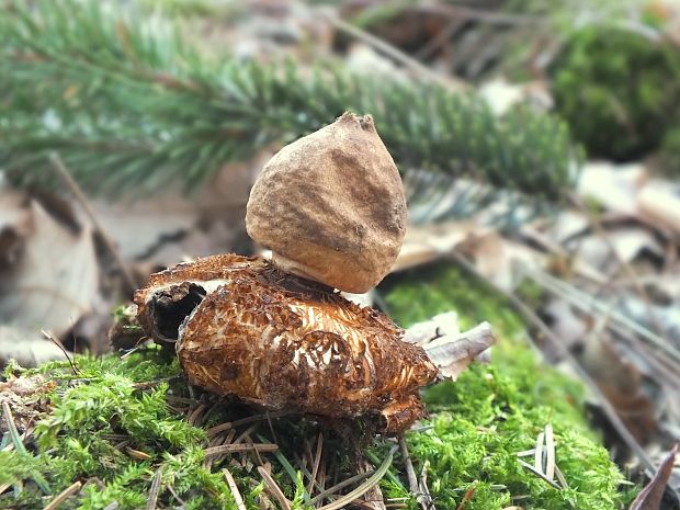 hviezdovka Geastrum sp.