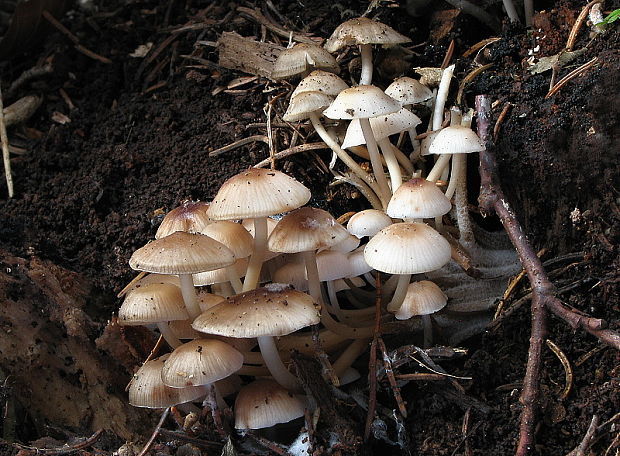 prilbička hnedosivá Mycena tintinnabulum (Paulet) Quél.