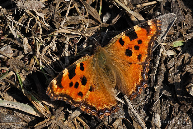 babôčka brestová Nymphalis polychloros Linnaeus, 1758