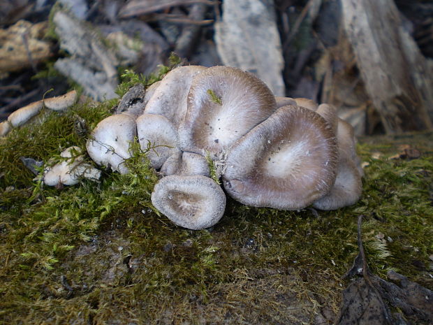 hliva ustricovitá Pleurotus ostreatus (Jacq.) P. Kumm.