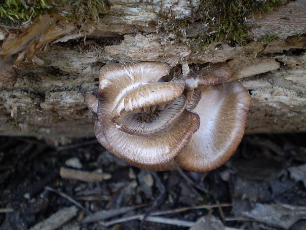 hliva ustricovitá Pleurotus ostreatus (Jacq.) P. Kumm.