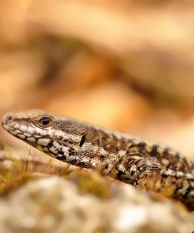 jašterica murova Podarcis murakis