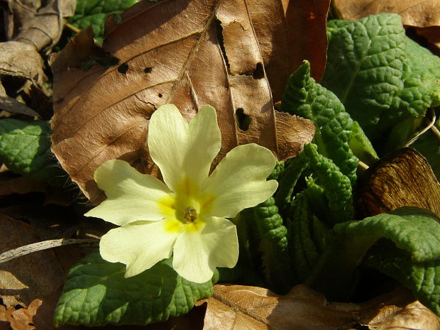 prvosienka bezbyľová Primula acaulis (L.) L.