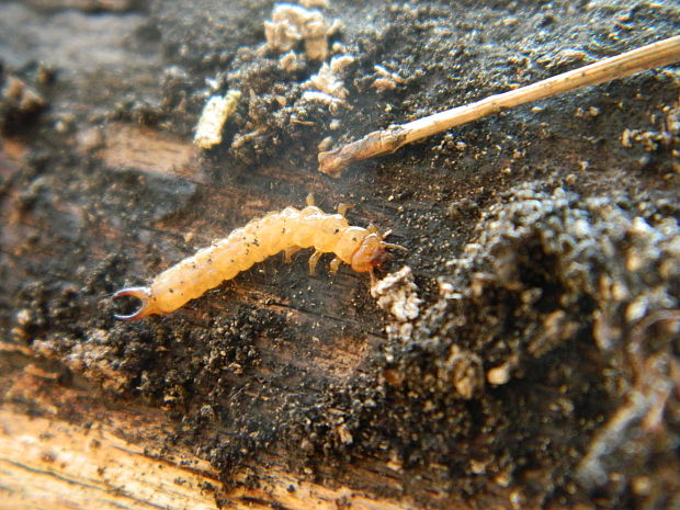 červenáčik ohnivý, larva Pyrochroa coccinea