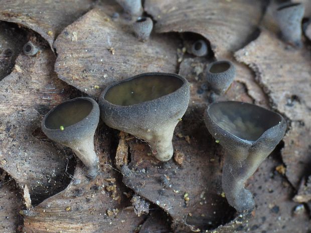 jahňadka smreková Rutstroemia bulgarioides (P. Karst.) P. Karst.