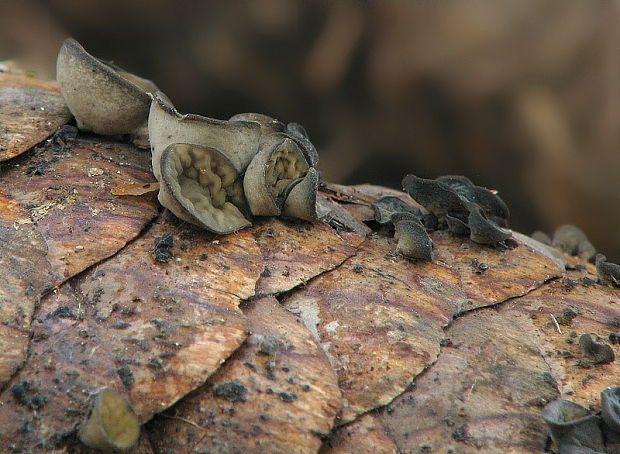 jahňadka smreková Rutstroemia bulgarioides (P. Karst.) P. Karst.