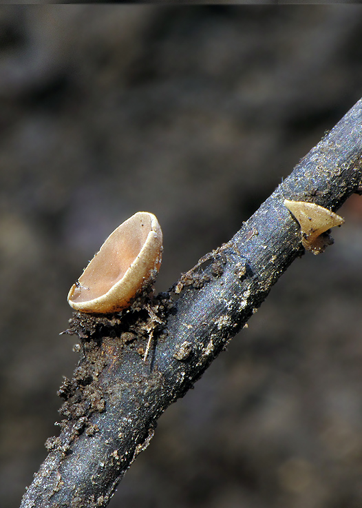 terčovka Rutstroemia sp.