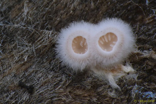 klanolupeňovka obyčajná Schizophyllum commune Fr.