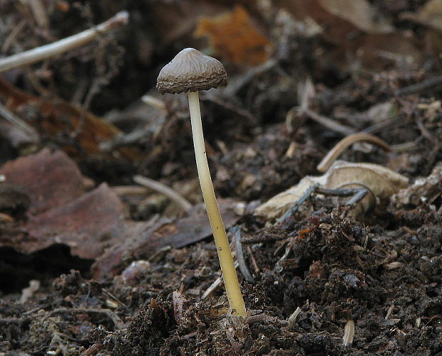 peniazočka smreková Strobilurus esculentus (Wulfen) Singer