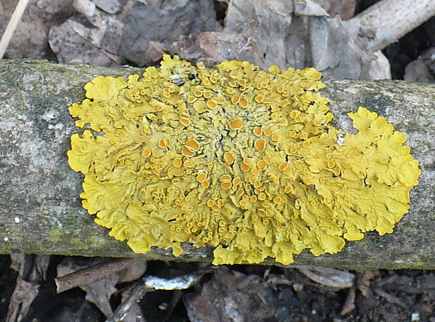 diskovník múrový Xanthoria parietina var. parietina