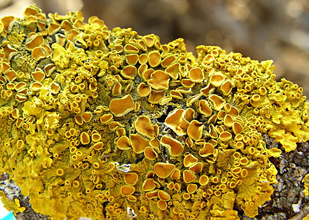 diskovník múrový Xanthoria parietina var. parietina