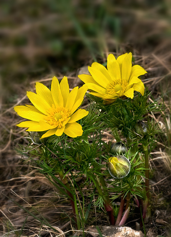 hlaváčik jarný Adonis vernalis L.