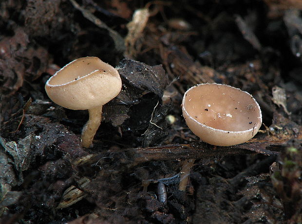 jahňadka obyčajná Ciboria amentacea (Balb.) Fuckel