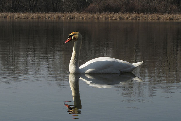 labuť hrubozobá  Cygnus olor