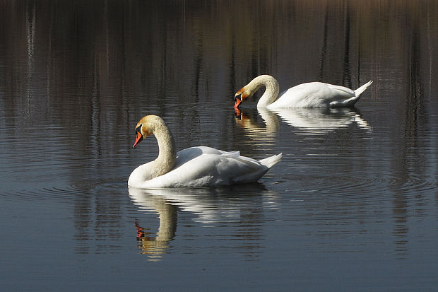 labuť hrubozobá  Cygnus olor