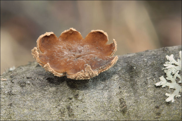 dutinovka otrubnatá Encoelia furfuracea (Roth) P. Karst.