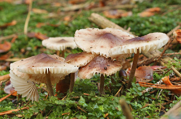 prilbička zefírová Mycena zephirus (Weinm.) P. Kumm.