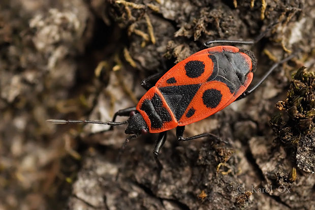 cifruša bezkrídla Pyrrhocoris apterus Linnaeus, 1758