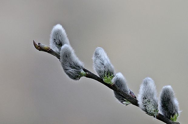 vŕba Salix sp.