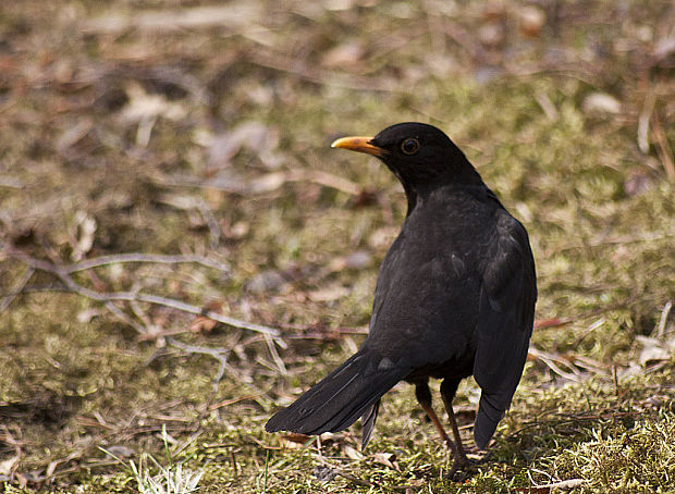 drozd čierny Turdus merula