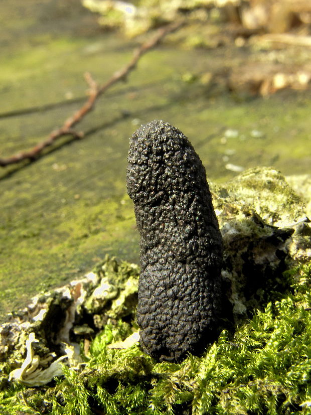 drevnatec Xylaria sp.