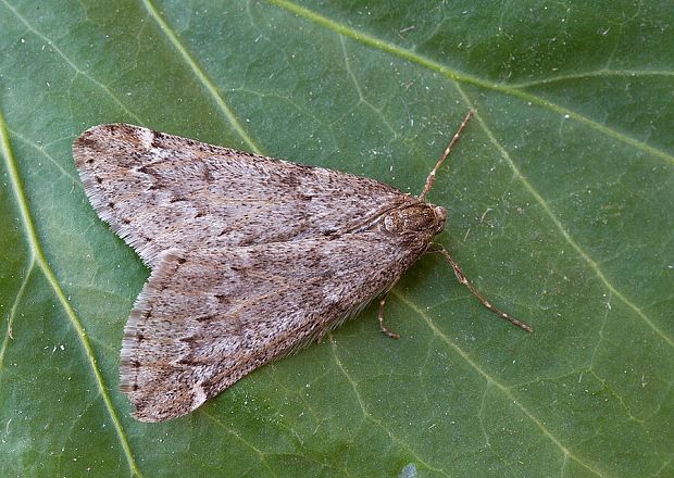 piadivka marcová Alsophila aescularia