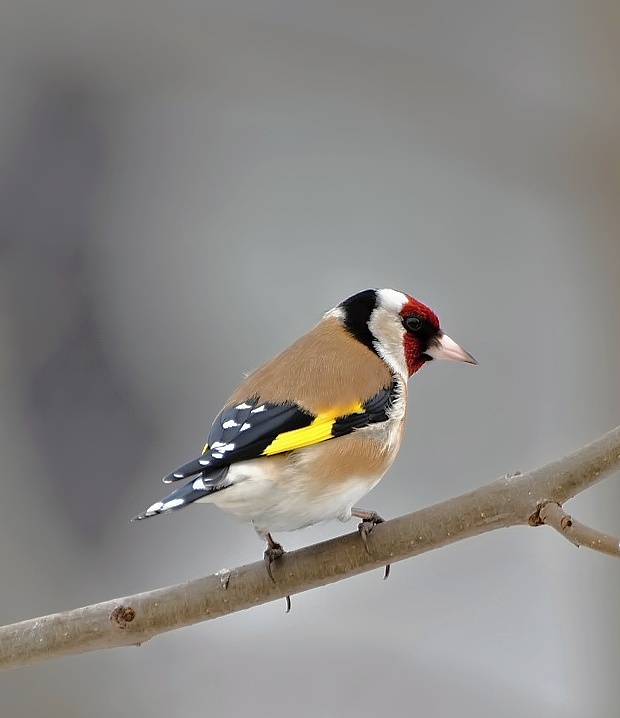 stehlík pestrý (obyčajný) Carduelis carduelis