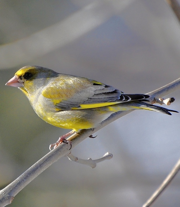 stehlík zelený  Carduelis chloris