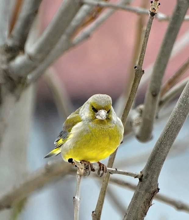 stehlík zelený Carduelis chloris