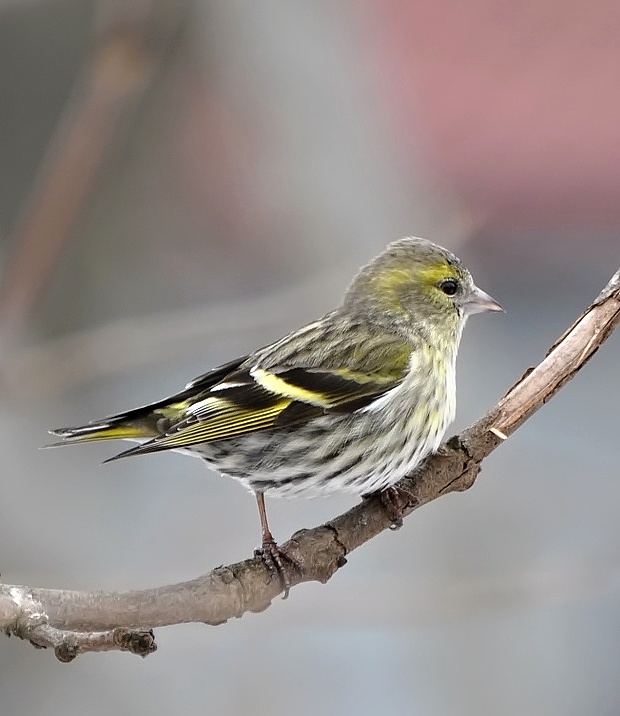 stehlík čížavý Carduelis spinus