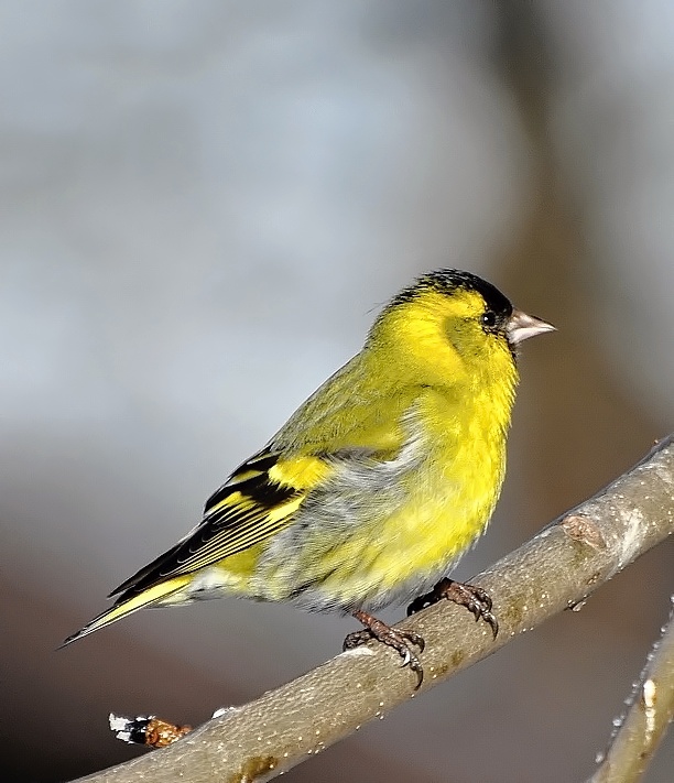 stehlík čížavý Carduelis spinus