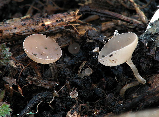 jahňadka obyčajná Ciboria amentacea (Balb.) Fuckel