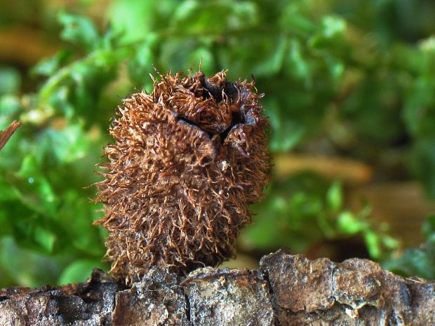 čiaškovec pásikavý Cyathus striatus (Huds.) Willd.