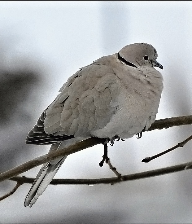 hrdlička záhradná Eurasian Collared-Dove