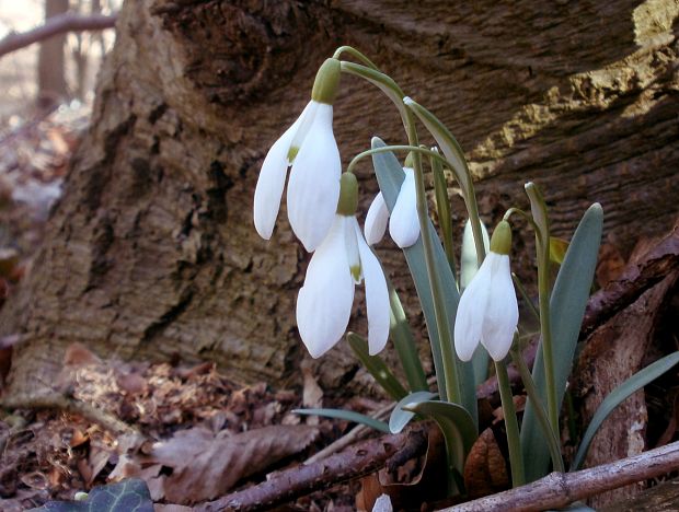 snežienka jarná Galanthus nivalis L.