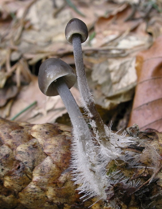 prilbička šišková Mycena strobilicola J. Favre & Kühner