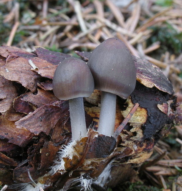 prilbička šišková Mycena strobilicola J. Favre & Kühner