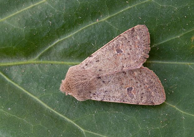 mora dubová Orthosia cruda