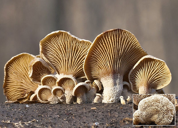 pňovka obyčajná Panellus stipticus (Bull.) P. Karst.